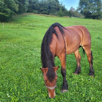 lesny dzban 2026 konie img (1)