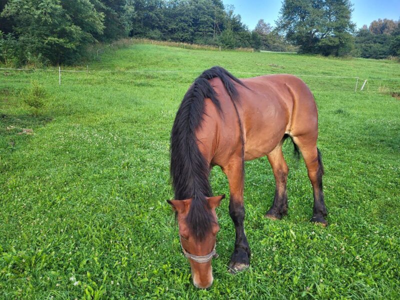 lesny dzban 2026 konie img (1)