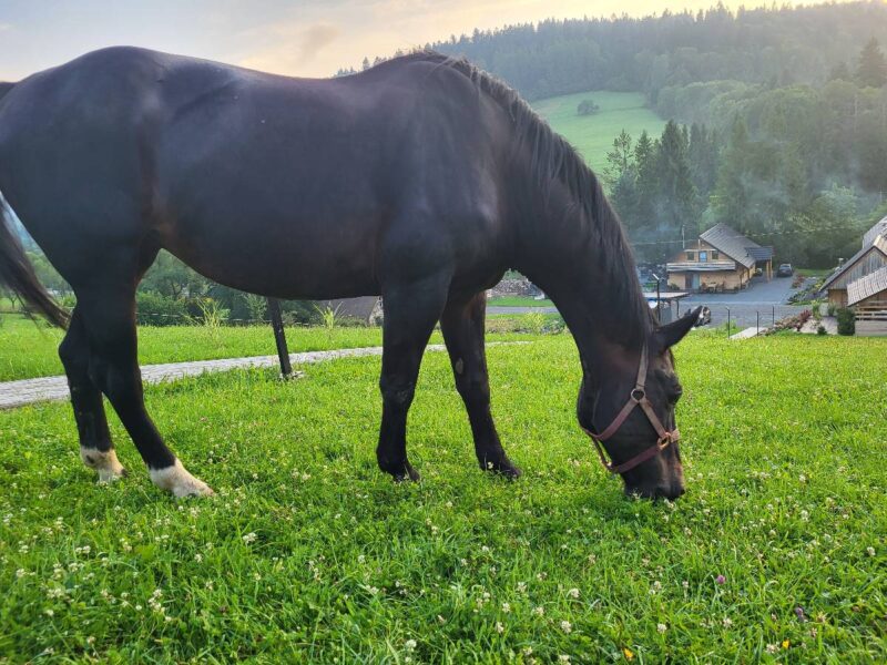 lesny dzban 2026 konie img (2)