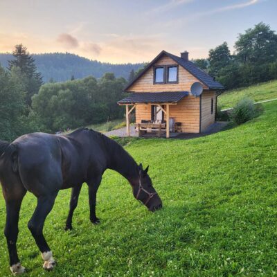 lesny dzban 2026 konie img (3)