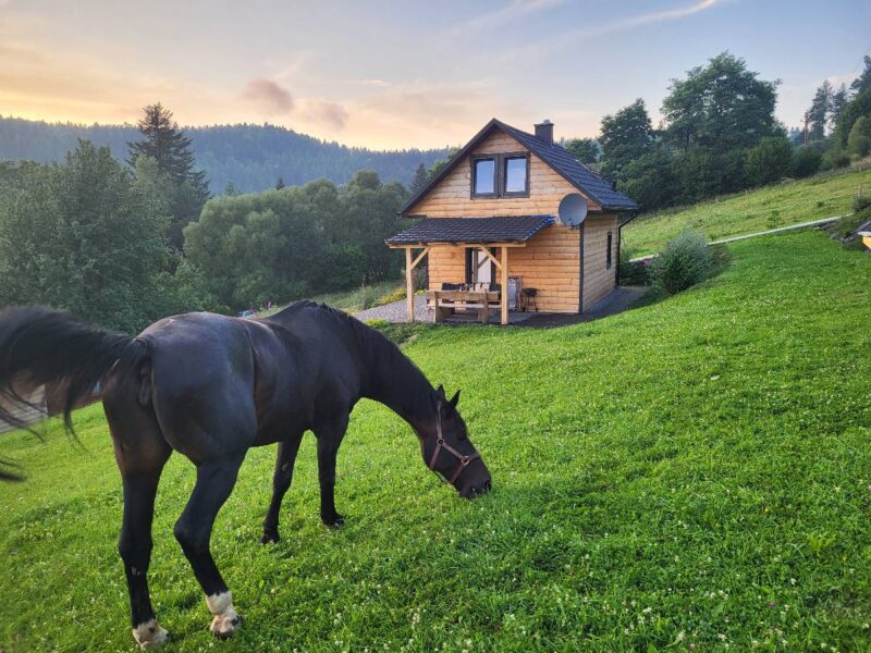 lesny dzban 2026 konie img (3)