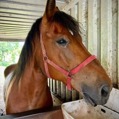 lesny dzban 2026 konie img (4)