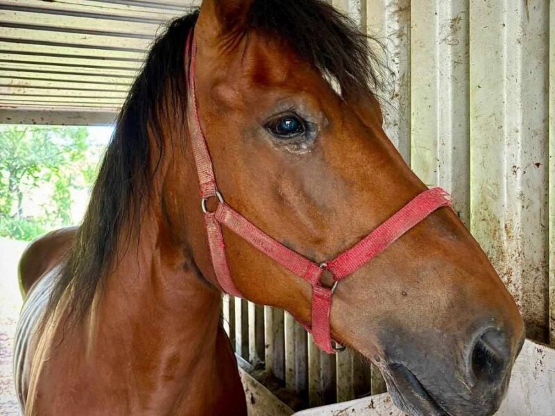 lesny dzban 2026 konie img (4)