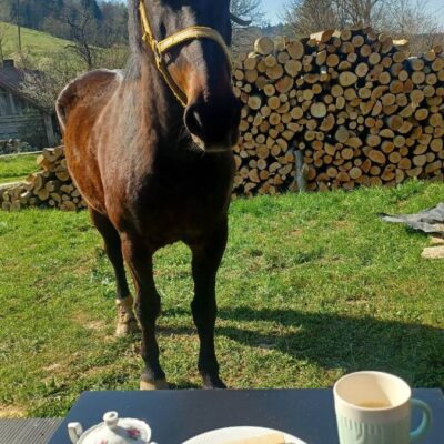 lesny dzban 2026 konie img (5)