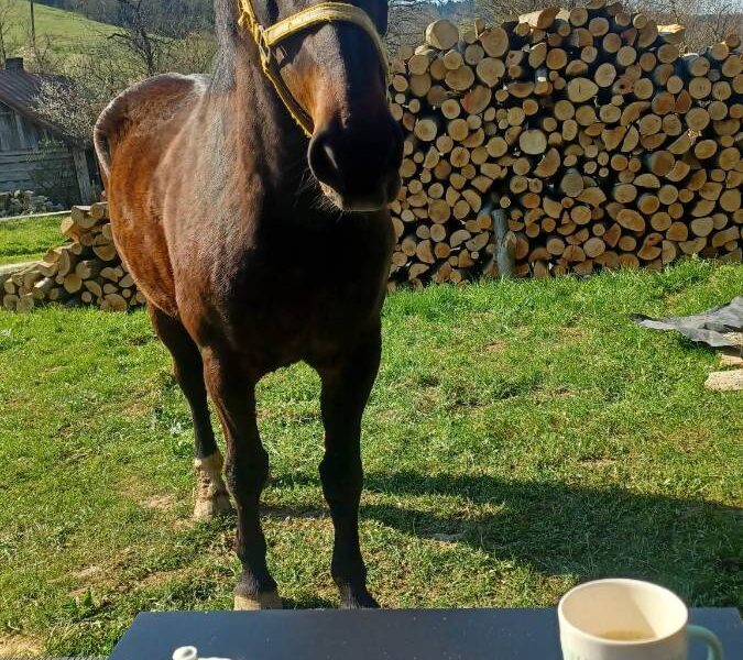 lesny dzban 2026 konie img (5)