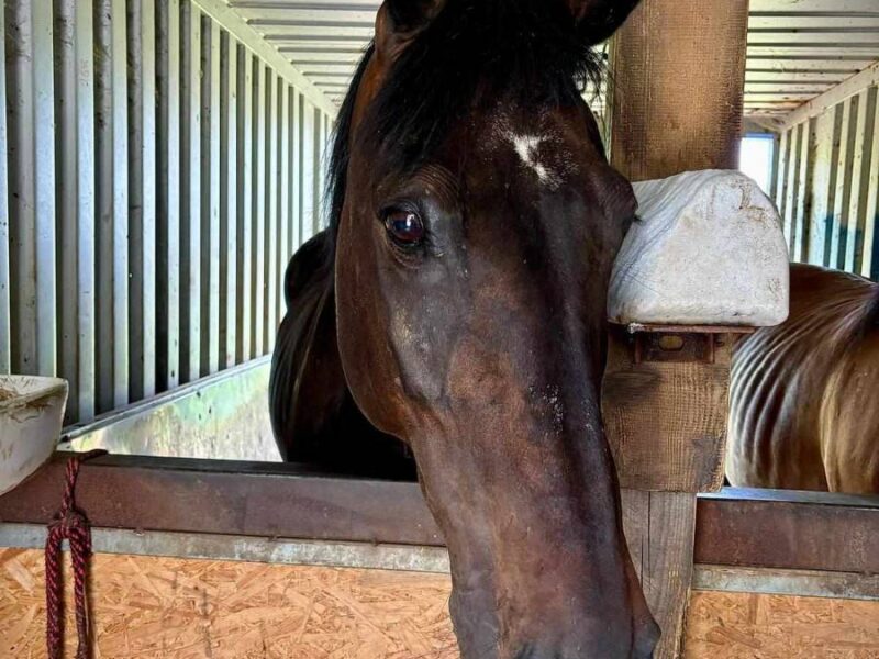 lesny dzban 2026 konie img (6)