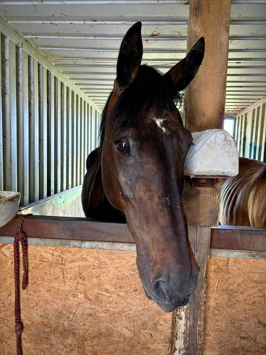 lesny dzban 2026 konie img (6)