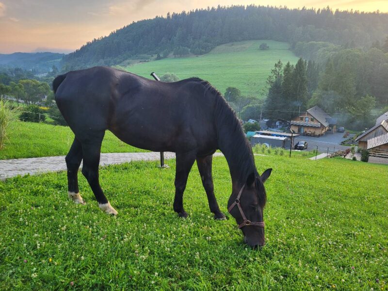 lesny dzban apartament img 2026 (4)