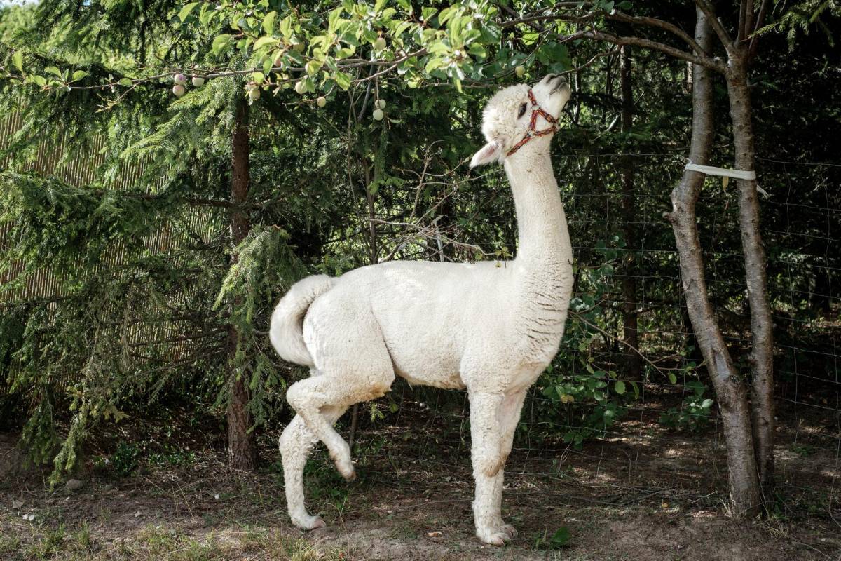 Mrągowo atrakcje dla dzieci 52 agroalpaka img 10