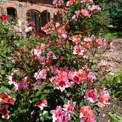 ostoja kamionki boho img 6