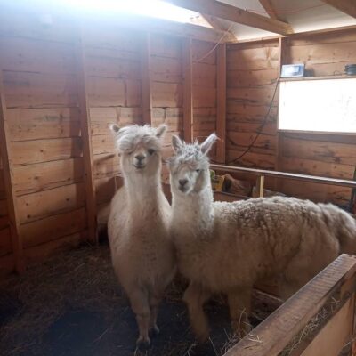 chatka nad osławą img (11)