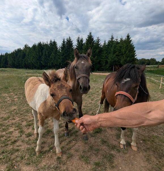 Domek Nad Oczkiem Wodnym img (2)