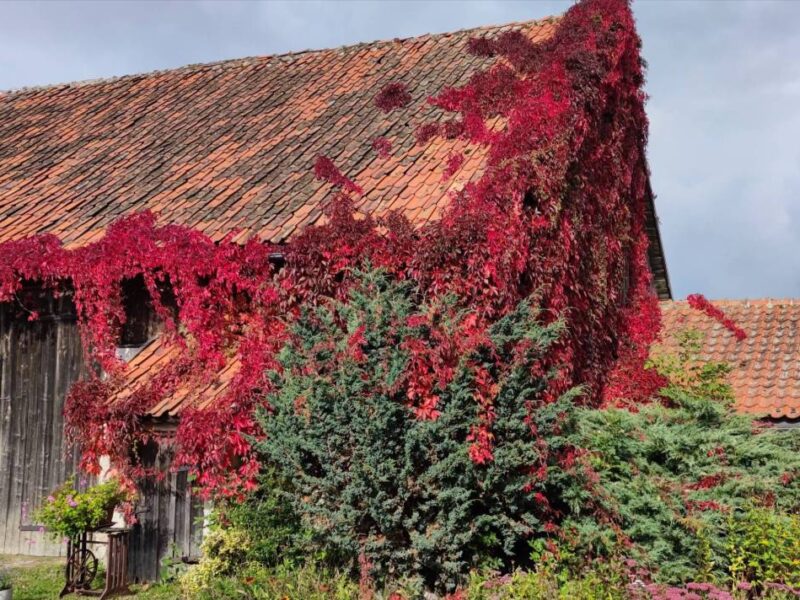 agroturystyka gizycko cisza img (3)